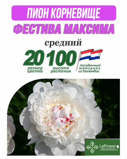 Пион Корневище, Фестива Максима,
