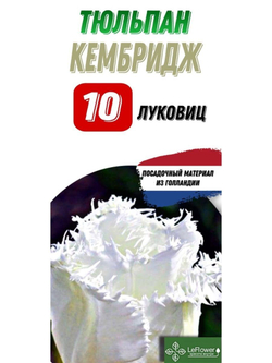Тюльпан Луковица, Кембридж, 10шт
