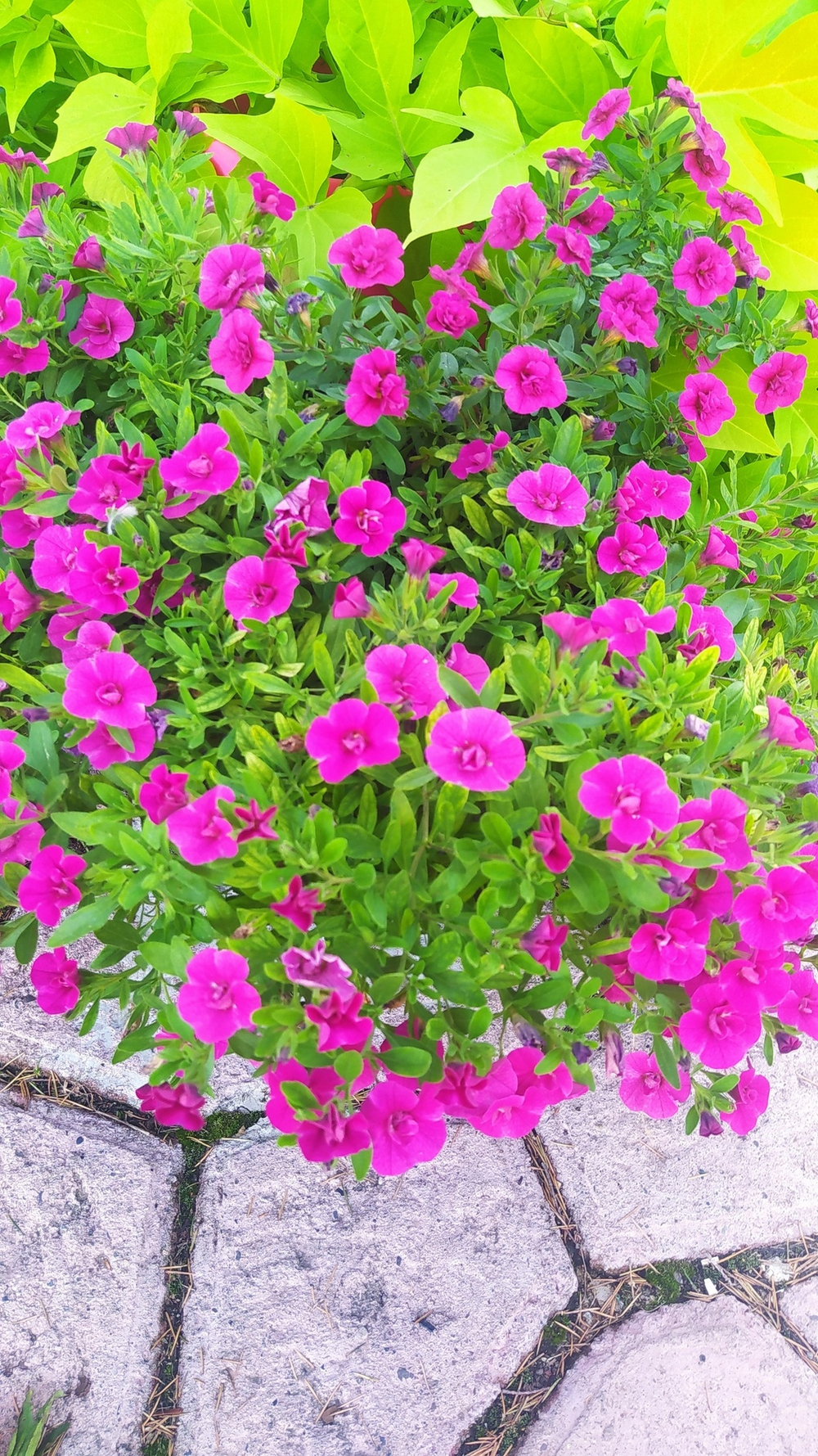 К3 Калибрахоа aloha double purple