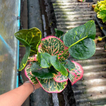 Кротон PHLOENCHIT