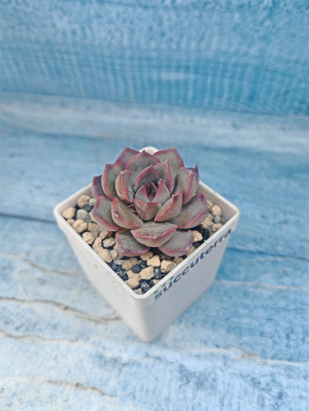 Echeveria Summer (Эхеверия)