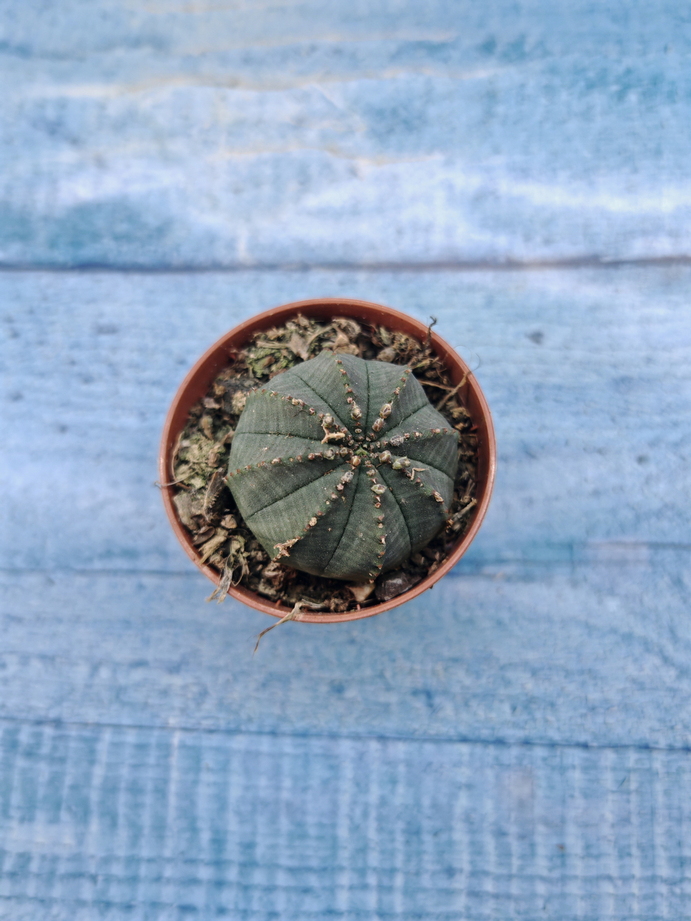 Euphoria Obesa (Эуфорбия)