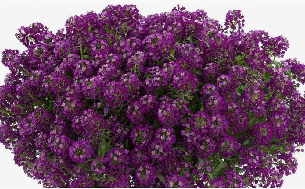 Алиссум Lobularia Princess in Purple ЕВРО укорененный черенок ЯНВАРЬ 26