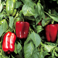 ОМБРОНЕ F1 семена перца сладкого (Sakata | Alexagro)