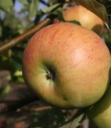 Яблоня Зимнее Плесецкого