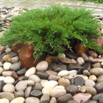 Можжевельник горизонтальный Андорра Компакта С10 50-60