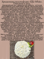 Хризантема Белый Эльф мультифлора