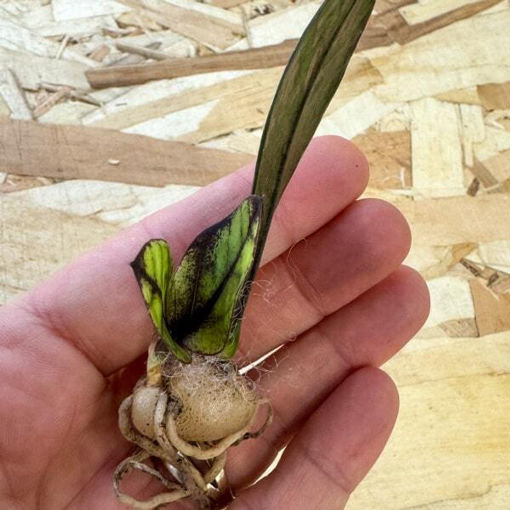 Замиокулькас BLACK VAR 1 leaf