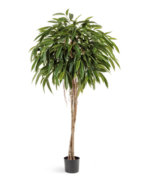 Лонгифолия зонтичная широколистная 180 см