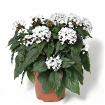 Пентас Лаки Стар Вайт 8шт.