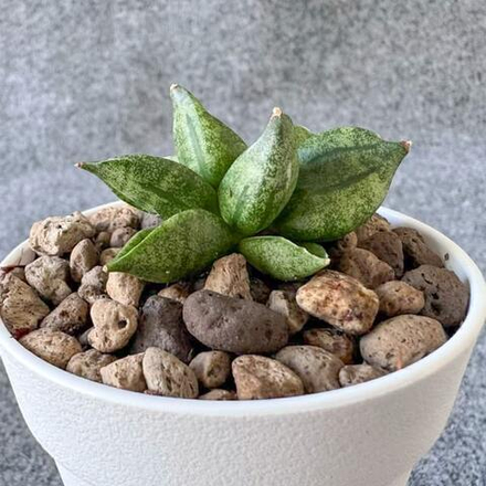 Сансевиерия PYRAMIDE