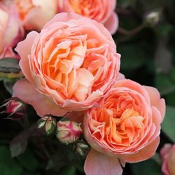 Леди Эмма Гамильтон (Lady Emma Hamilton)