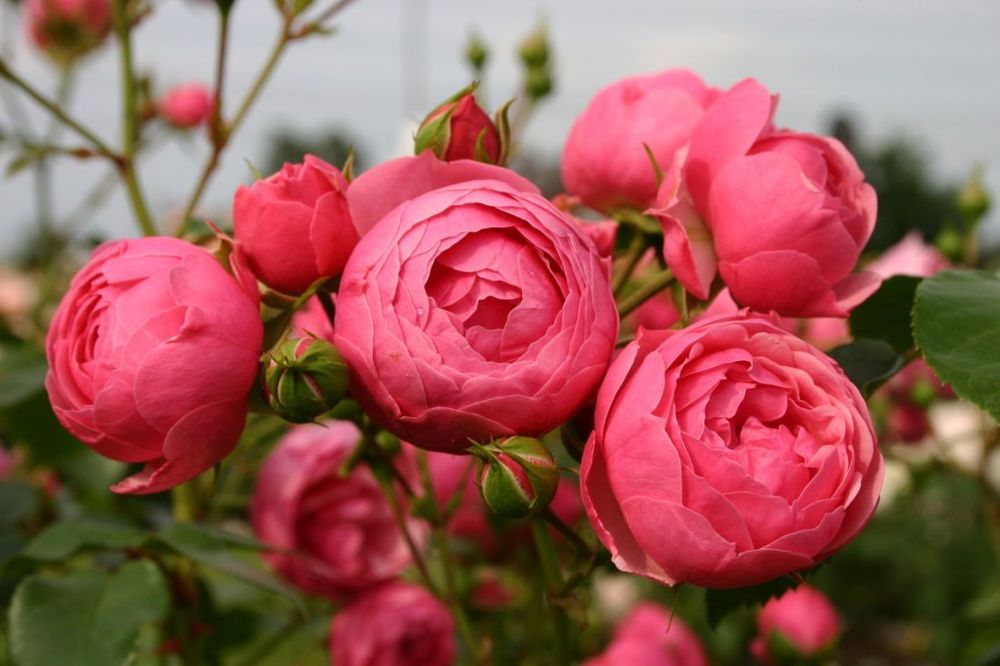 Помпонелла (Pomponella)