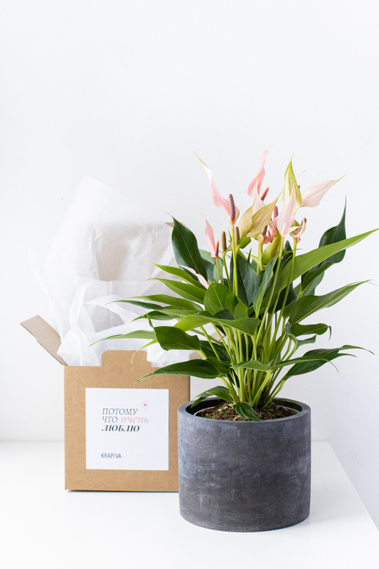 Подарочный комплект с Антуриумом Лили h 35cm