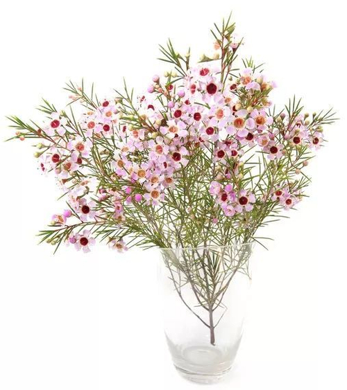 Хамелациум