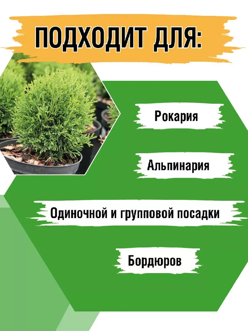 Саженец Туя западная Тини Тим