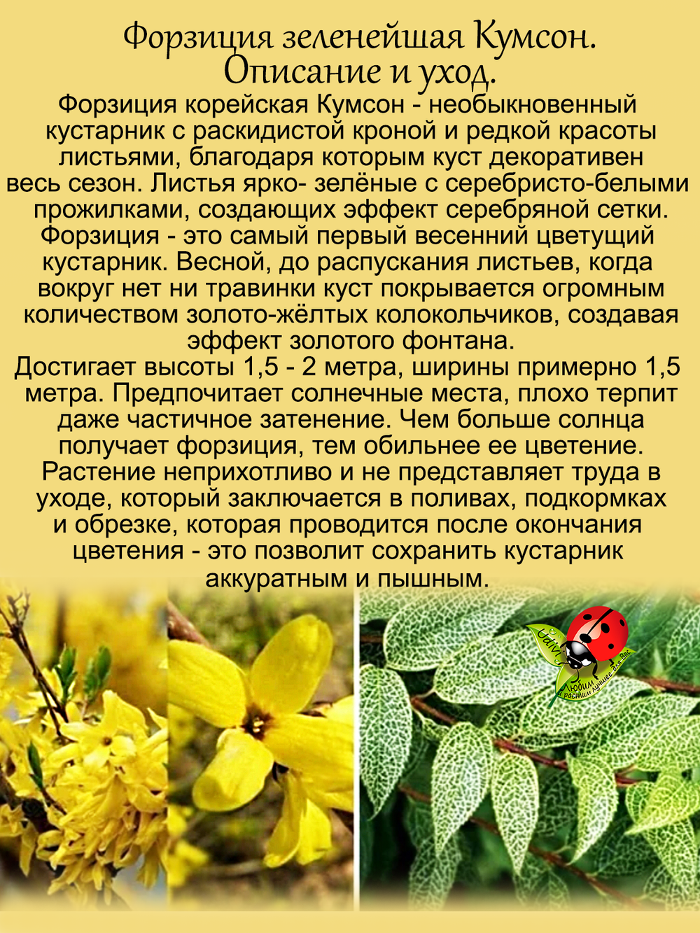 Форзиция Кумсон зеленейшая пестрая