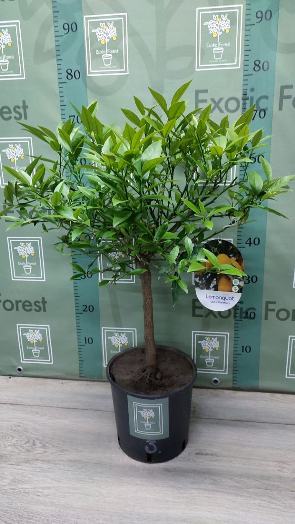 Lemonquat