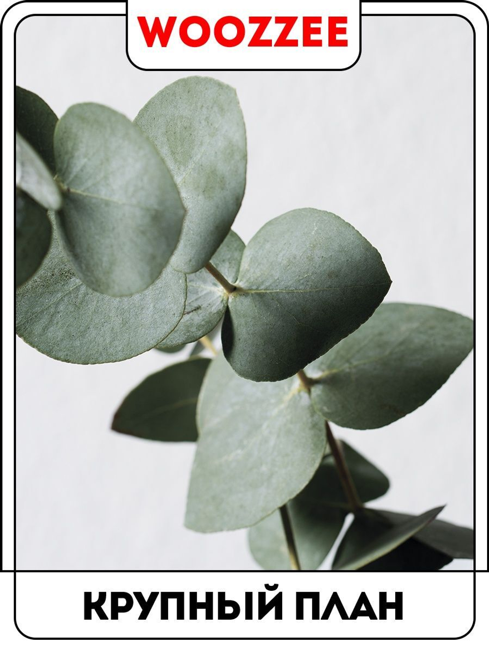 Набор постеров "Зелень в вазе 2"  3шт.