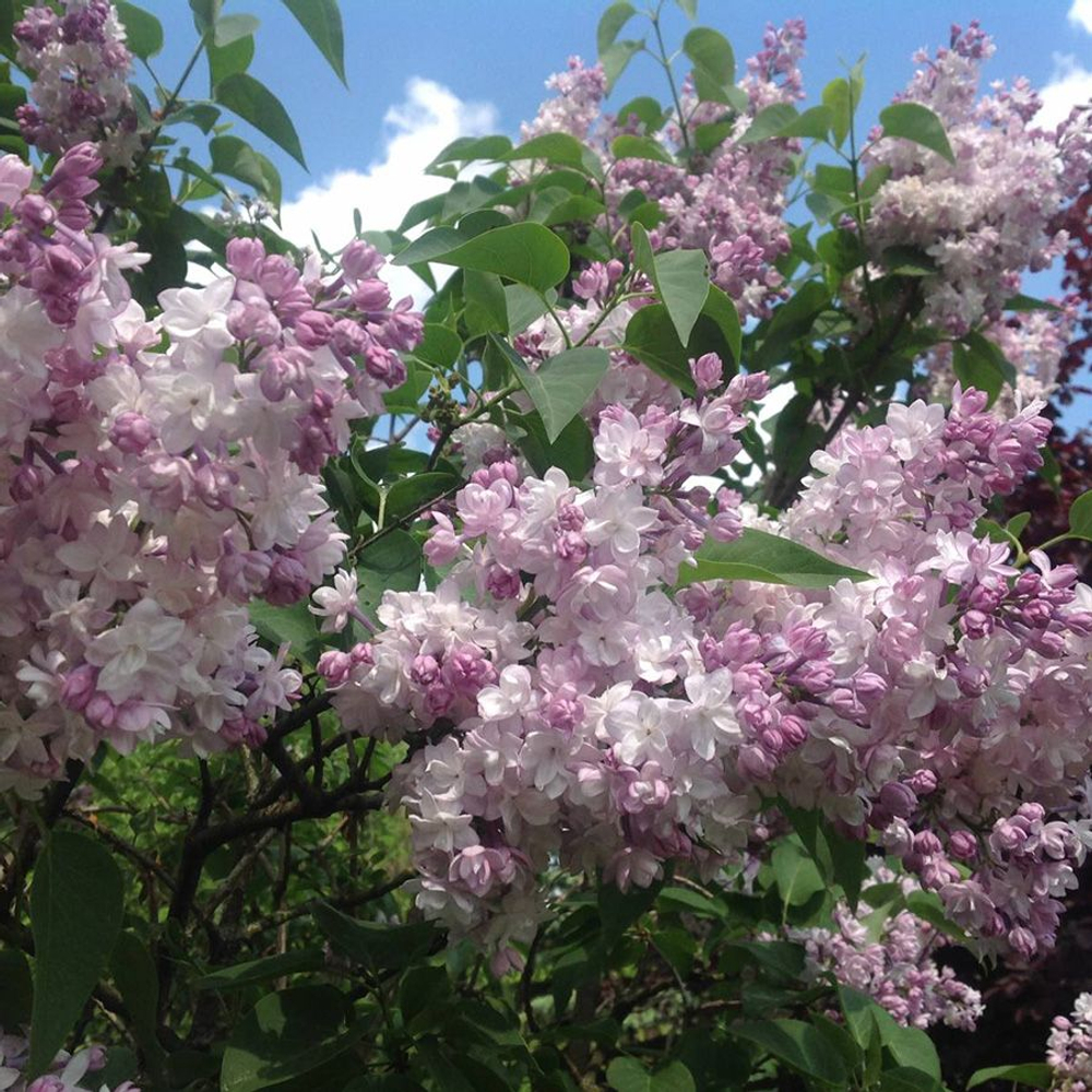 Сирень Красавица Москвы