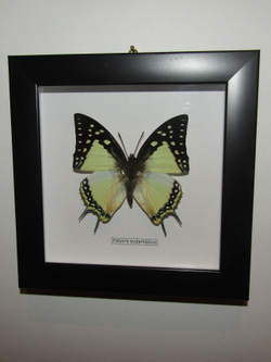 Бабочка Polyura eudamippus в рамке