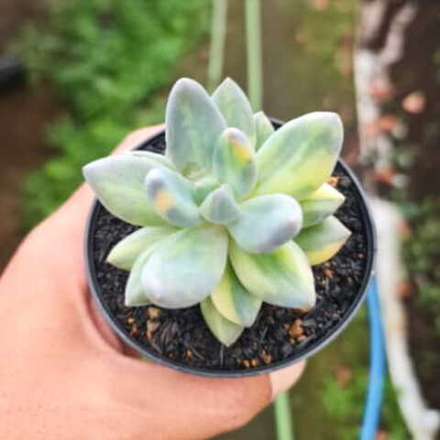 Эхеверия BLUE MIST VAR YELLOW