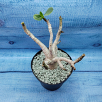 Adenium Baobab (Адениум)