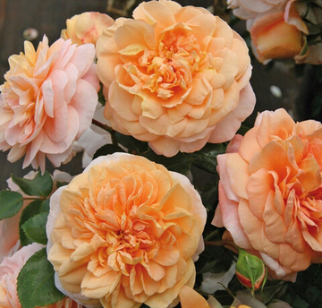 Роза флорибунда Зангерхаузер Юбиляумсрозе