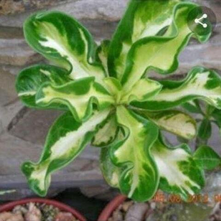 Адениум обесум 142 Lá Ngọc Bích