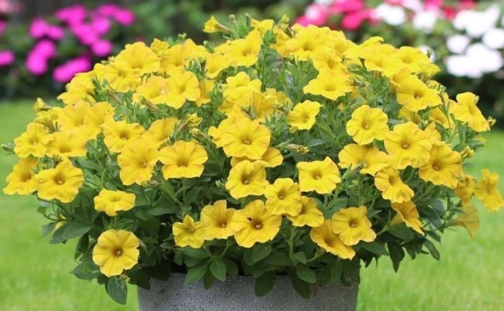 ЕВРО Petchoa BEAUTICAL Yellow Sun неукор черенок ноябрь 2025