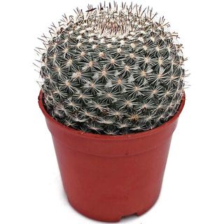 Маммиллярия плотноколючковая (Mammillaria sp.)