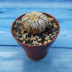Astrophytum Asterias "Super Kabuto" (Астрофитум)