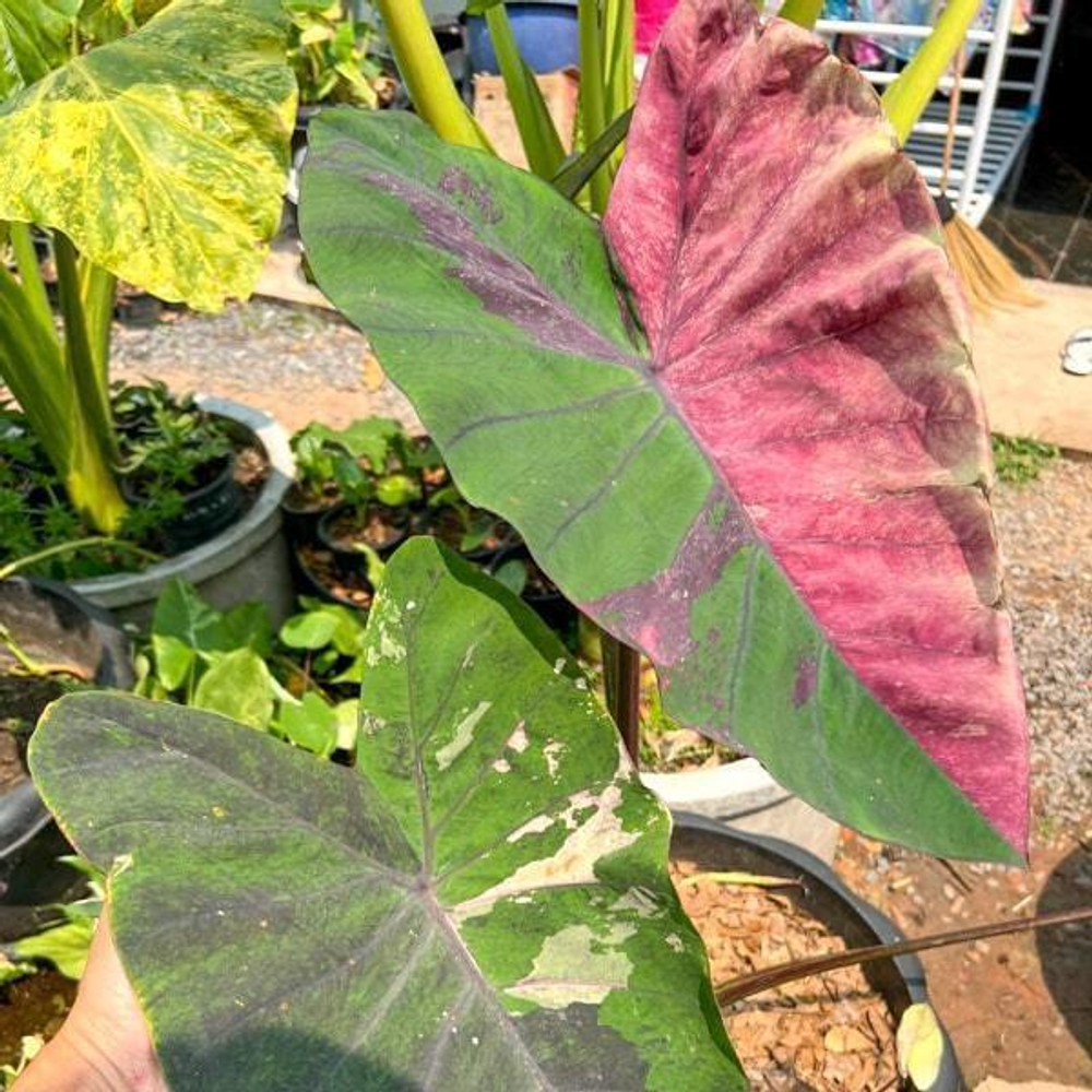 Колоказия PINK LOTUS