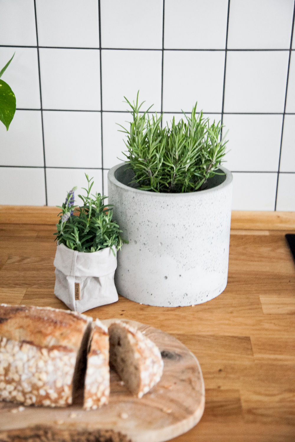 травы в кашпо для кухни