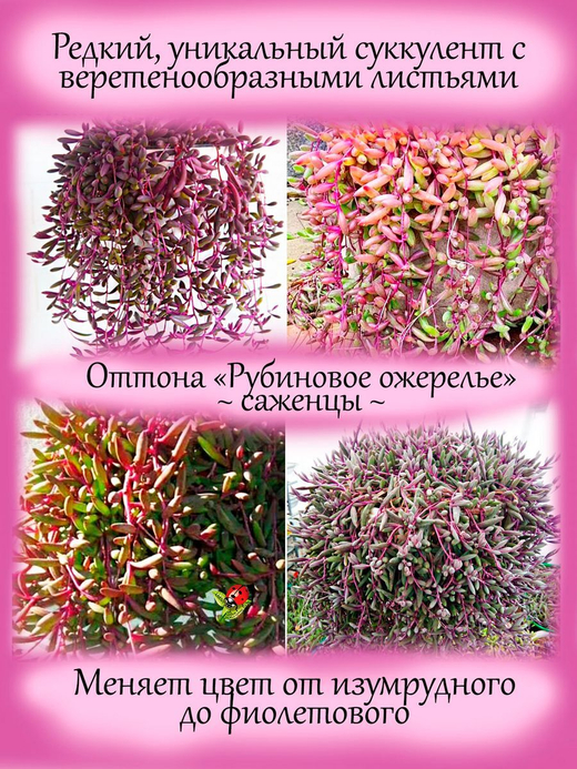 Оттона Рубиновое ожерелье суккулент ампельный