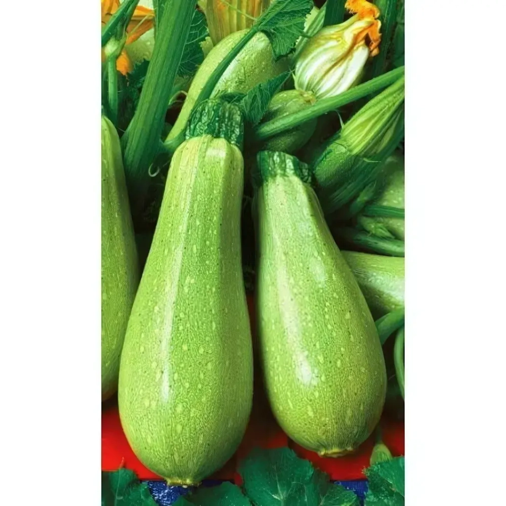 Семена Кабачок Грибовские 37 (Марс) 2гр Б/П