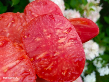 Знаменитая клубника миссис Шлаубах сорт томата