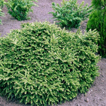 Ель обыкновенная Пумила Глаука