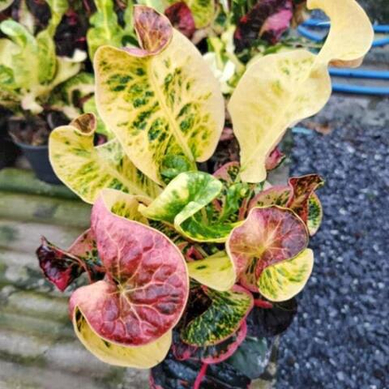 Кротон HIMMAWAN