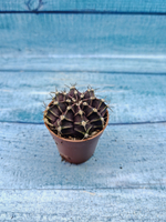 Gymnocalycium Friedrichii (Гимнокалициум)