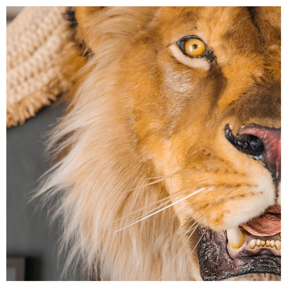 Реплика головы «Африканский лев»