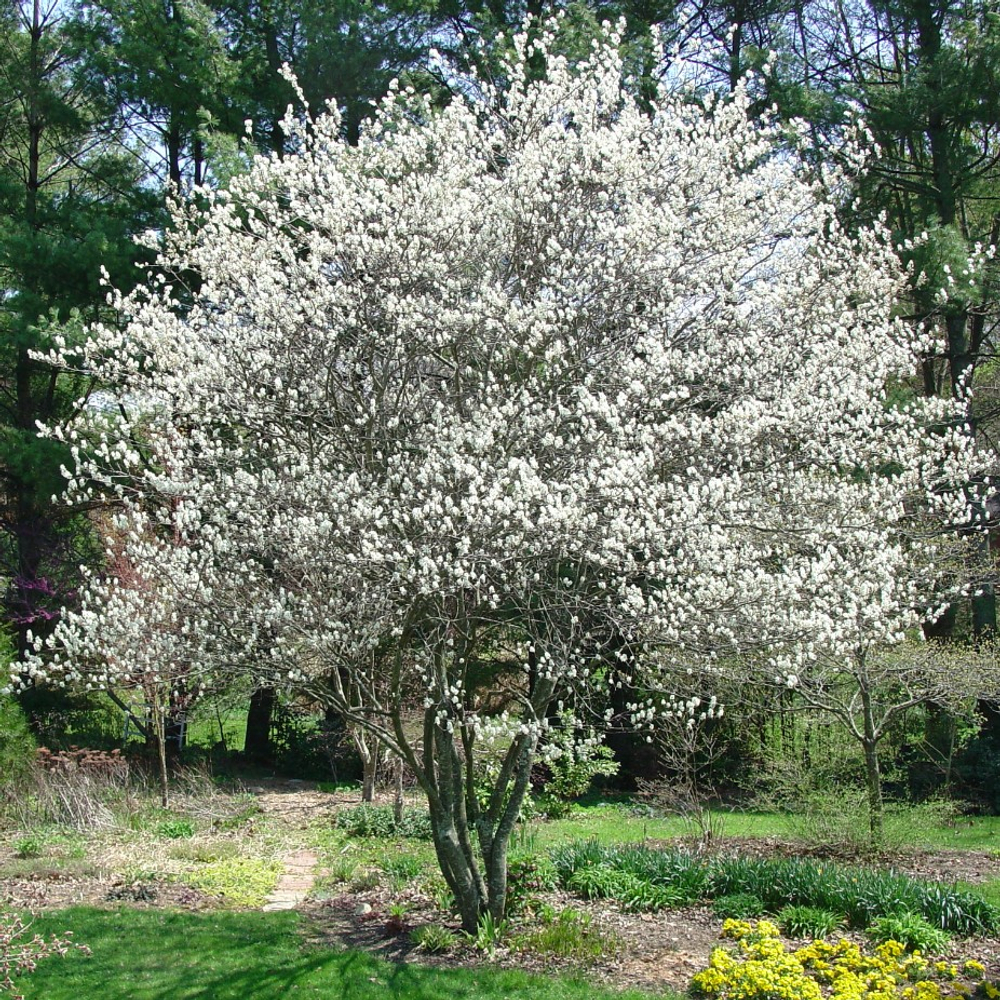 Ирга Тиссен