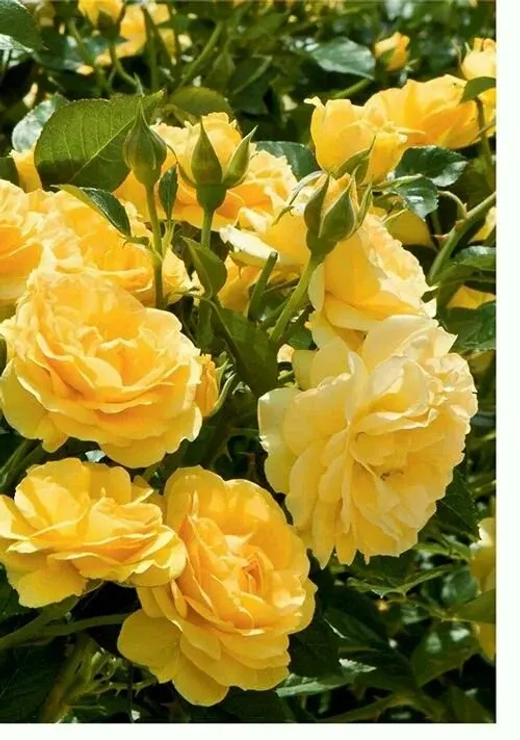 Роза Джулия Чайлд штамб 130-140 см Закупка М21 весна 2026