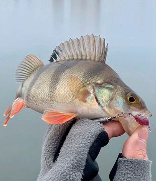 Слаги съедобные LJ Pro Series TRICK ULTRAWORM 1,4in (3,5 см), цв. S13, 12 шт.