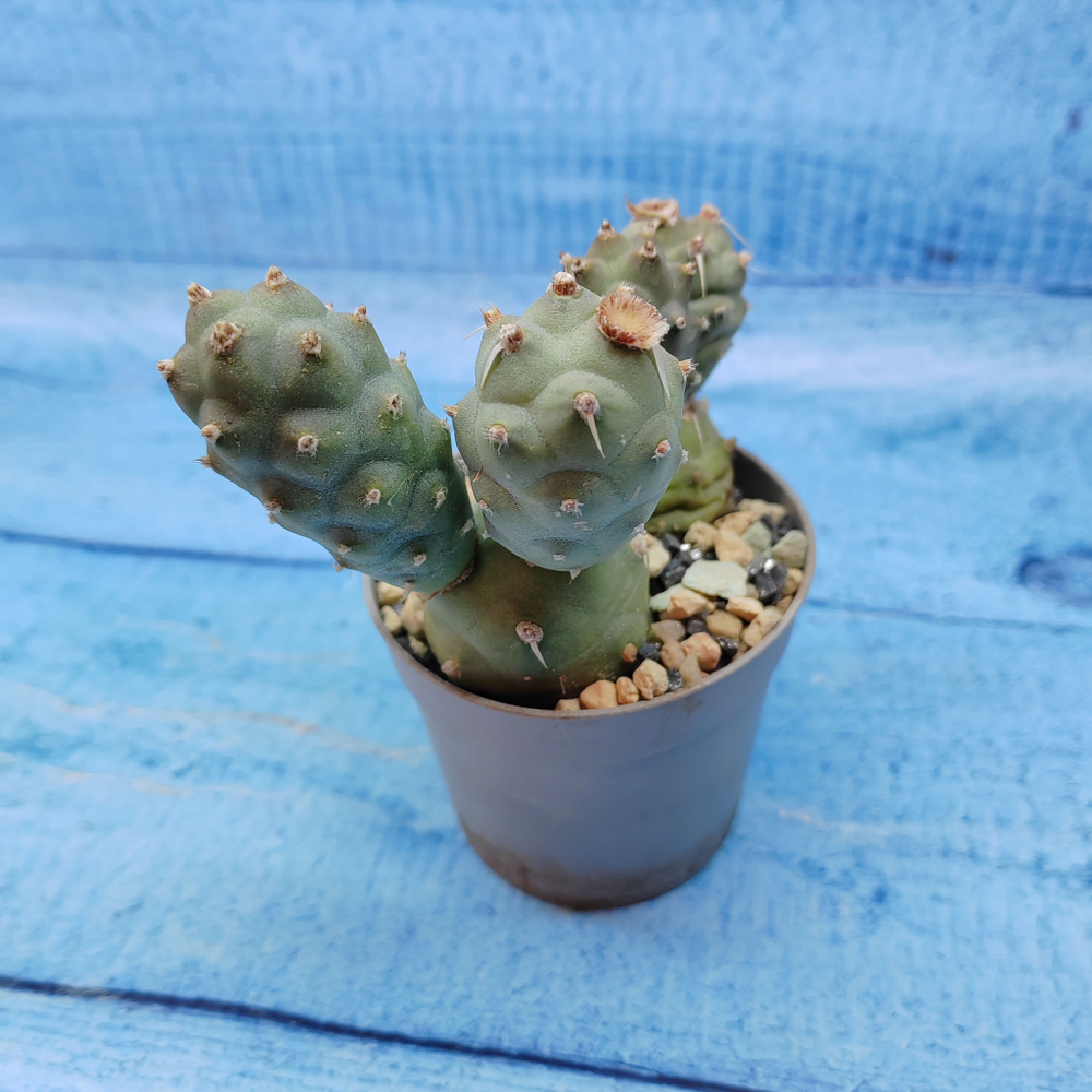 Tephrocactus Articulatus (Тефрокактус)