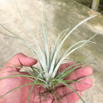 Тилландсия pringlei