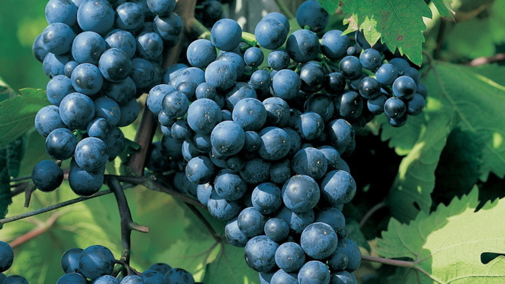 Фунгицид Полирам ДФ, ВДГ (700 г/кг)