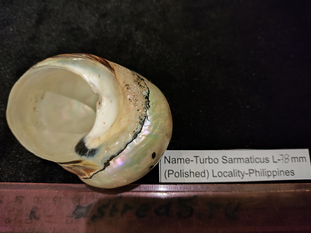 Турбо Сарматикус 46-72мм