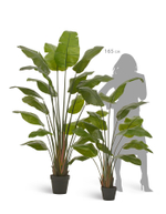 Стрелиция Traveller зелёная в-180 см (18 листов) (Sensitive Botanic) 1/1 10.011353N