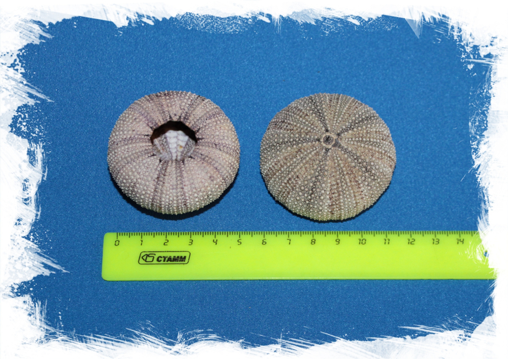 Панцирь Серого морского ежа 4,5-6 см